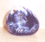baby skunk rock
