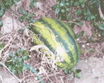 Watermelon rock