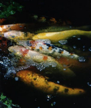 Japanese Koi