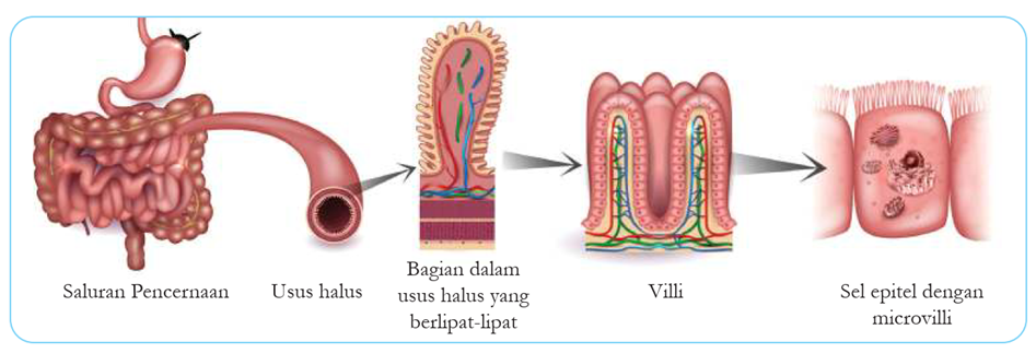 lengkap