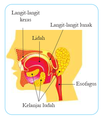 mulut