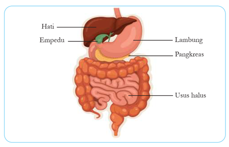 usus besar
