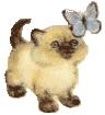 Cat and butterfly
