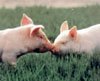 Kissing Pigs