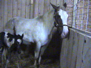 misty and storm 2