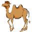 Camel's badgetab