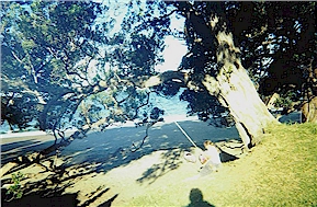 Tree Swing on Beach