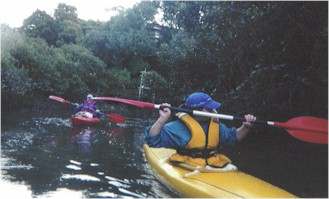 M coming through the mangroves