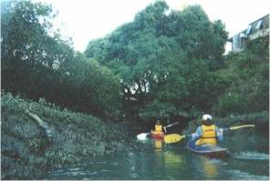 Camel and Rosered in the mangroves