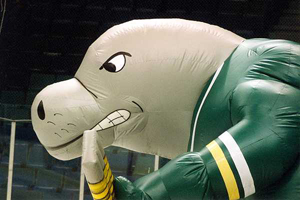 Go Manatees Go