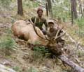 5-point bull elk