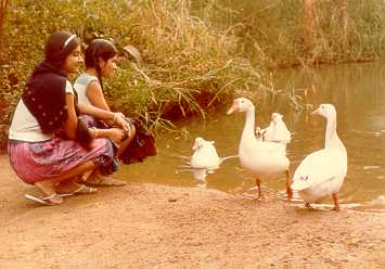 playing with ducks
