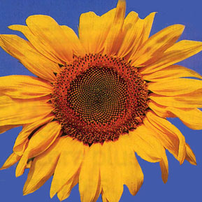 tournesol