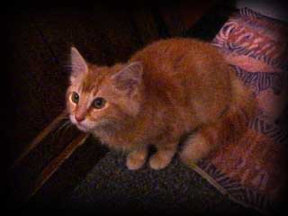 Fuzz