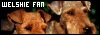 Welsh Terriers