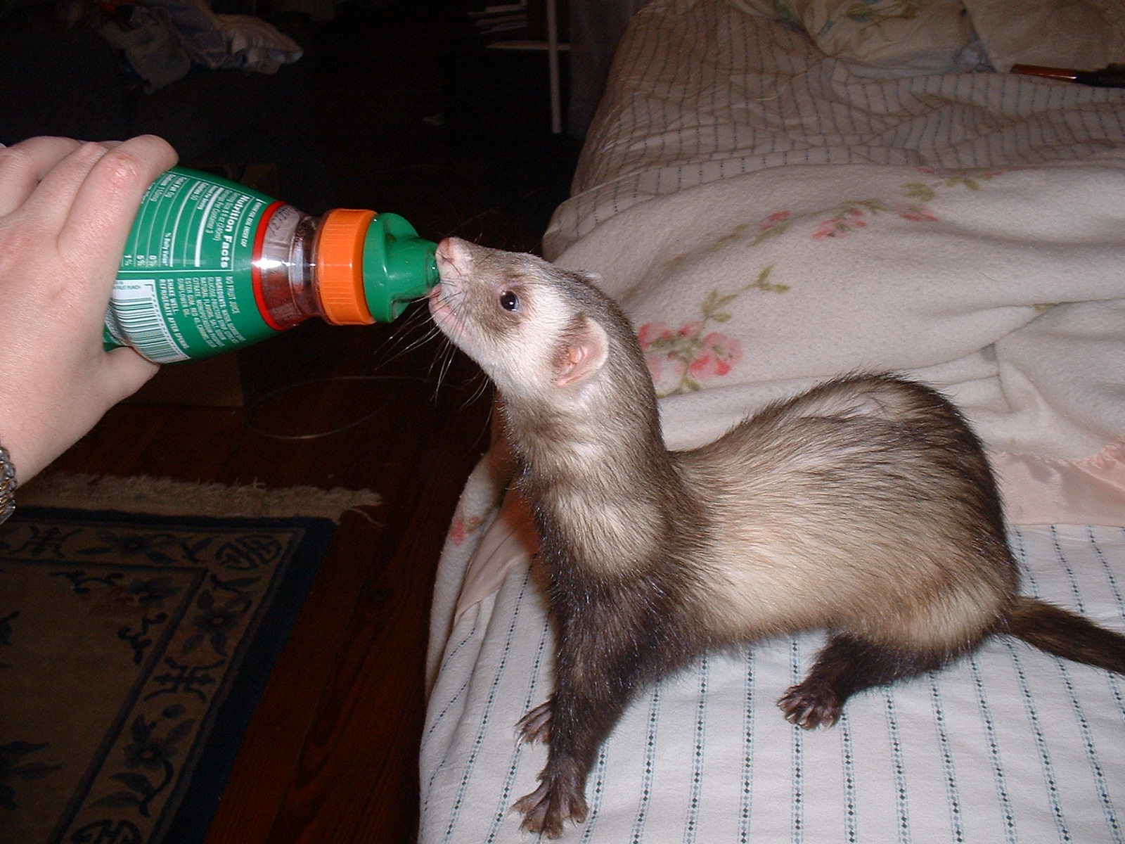 stinky loves gatorade