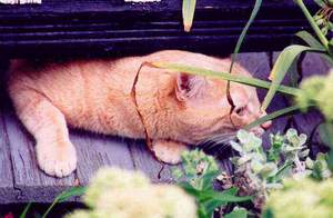 Stinky's Cat