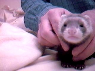 my ferret