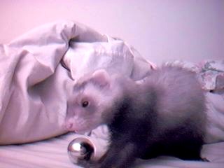 Baby Stinky!