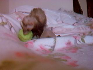 stinky loves to play with his tennis ball