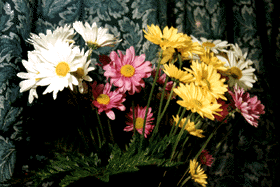 My Daisies
