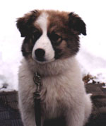 Jesse the dog.