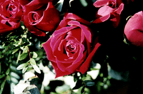 My Roses