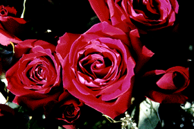 My Roses