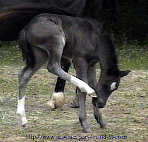Cute little Superstar a few days old trying to figure out the proper scratching position