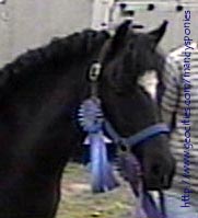 Shadow, pleased with himself after a great first show!