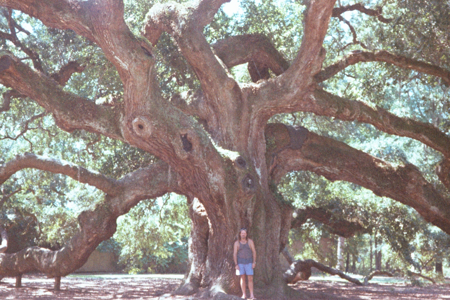 Angel Oak-1300 Years Old-Near Charlston,S.C.