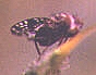 Kleines Bild von 
Tephritis conura