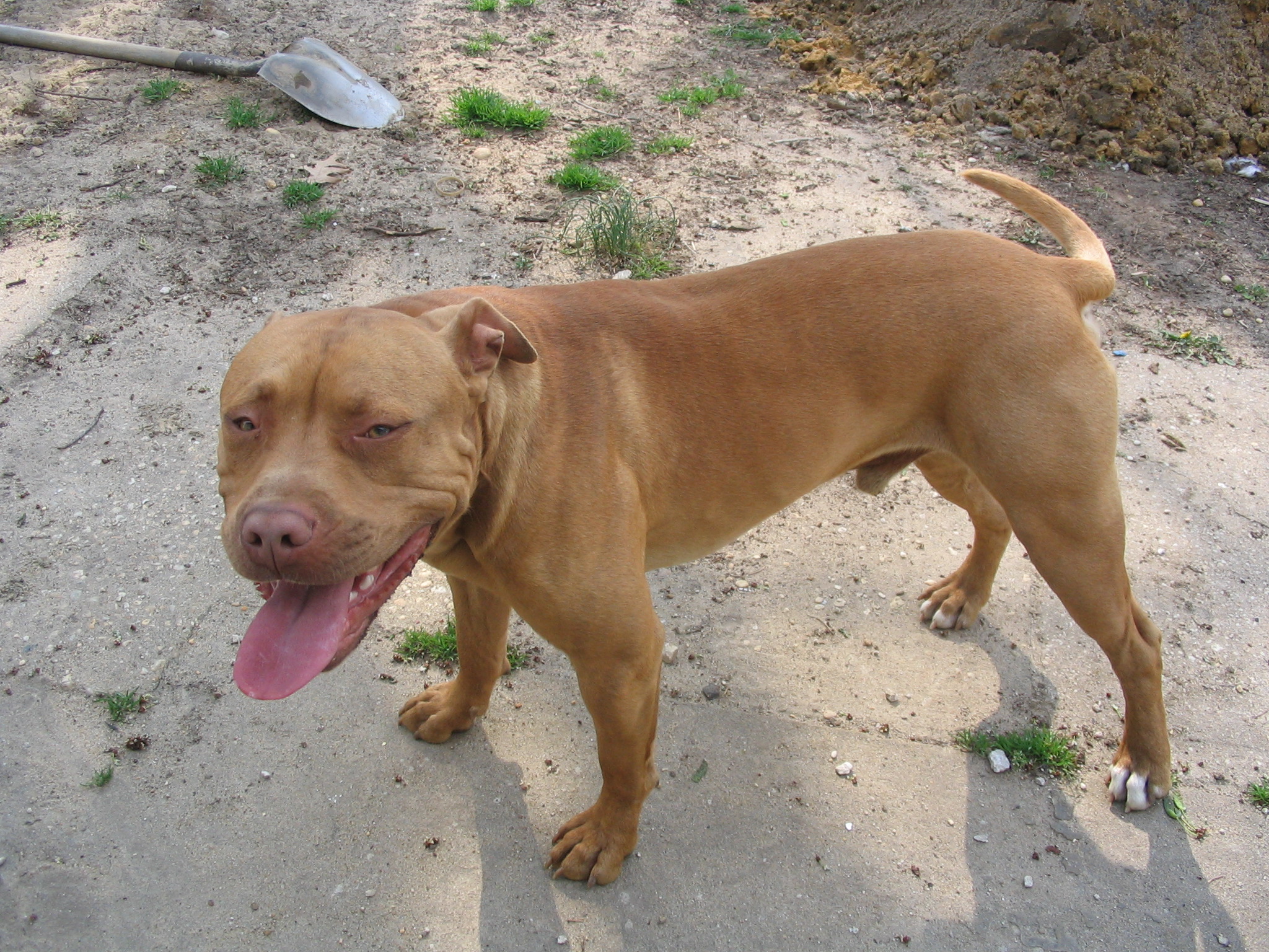 Jeep redboy pitbull bloodline