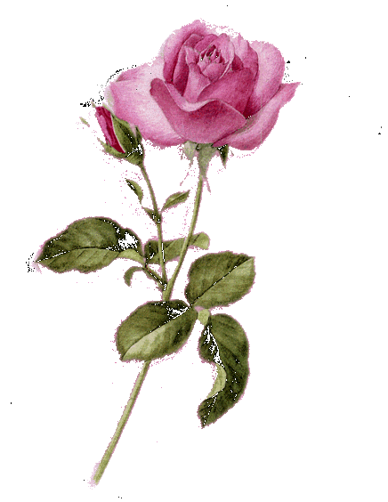 "Ohhh, it's so pretty, what is it?" "A rose, Amy." "Rose..." -Amy and I, age 6