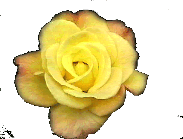 "It's like a growing sunshine!" -Amy, age 8