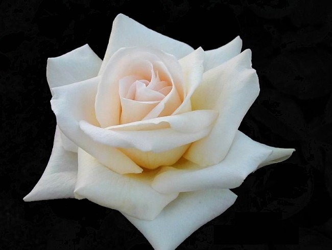 "Wouldn't it be lovely to have a garden filled with just roses?" Amy, 12