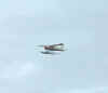 beaverrayflying1.JPG (4379 bytes)