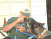 king dog.JPG (22513 bytes)