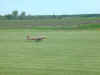 p39takeoff.JPG (27817 bytes)