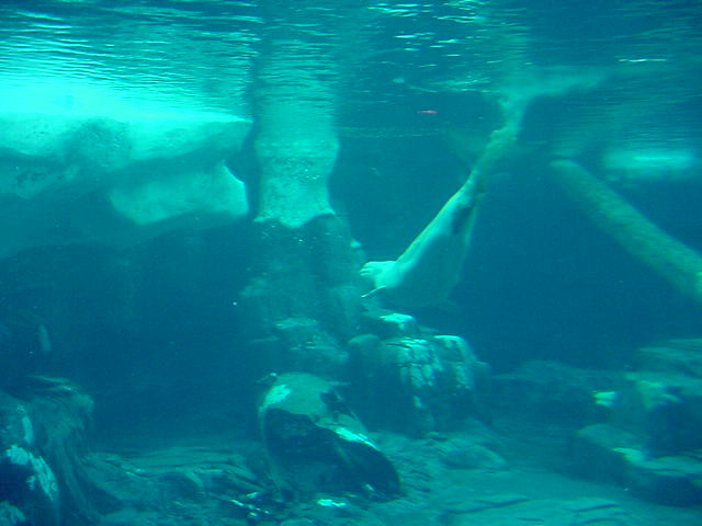 I am enjoying the swimming.