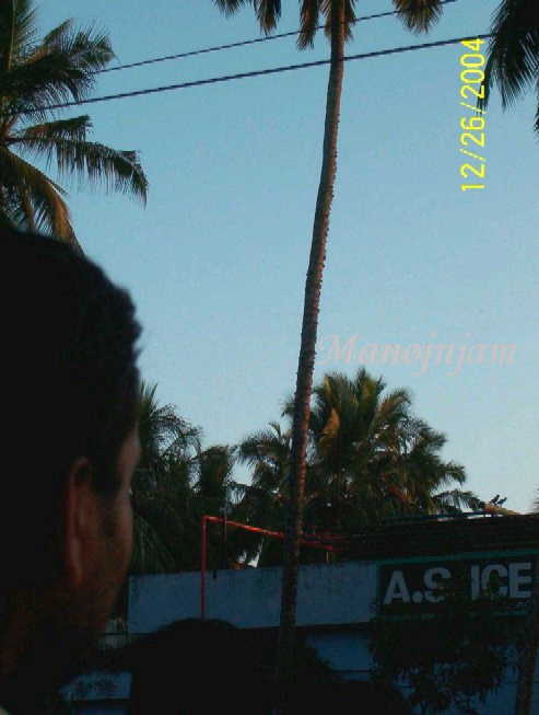  Height of the wave as observed from the mark created by the rubble over a coconut tree.