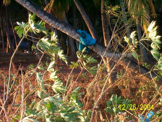  Cover of one of our equipment resting over a coconut tree!