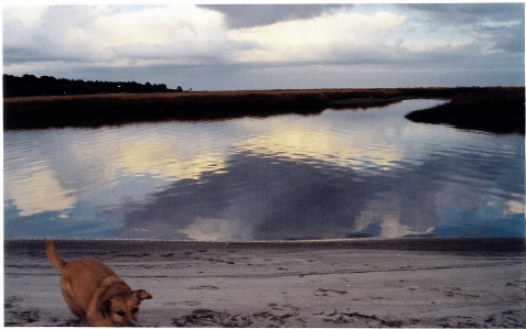 Delphi on beach with sky