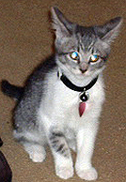 Brodie staring you down