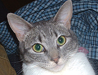 Brodie The Cat