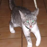 What a Wildcat