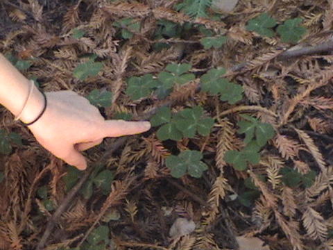 Clover