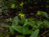 Clintonia_borealis.jpg (225259 bytes)
