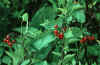 Solanum.jpg (33957 bytes)
