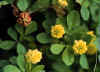 clover.jpg (85044 bytes)